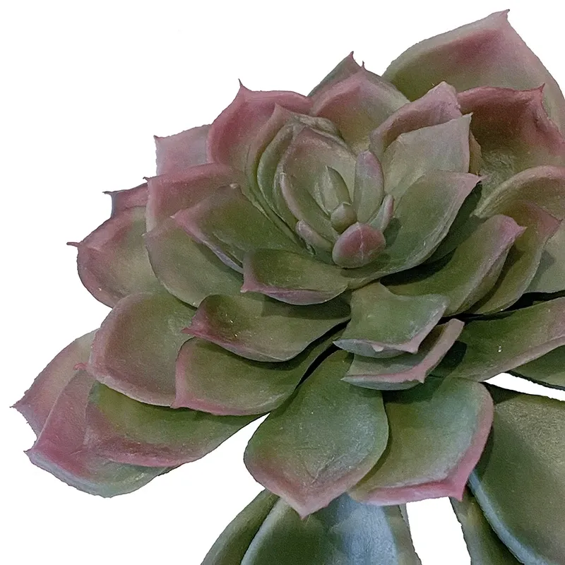 Buy Sukkulent, echeveria, 17cm, kunstig plante