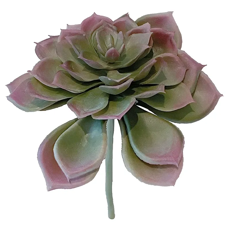 Buy Sukkulent, echeveria, 17cm, kunstig plante
