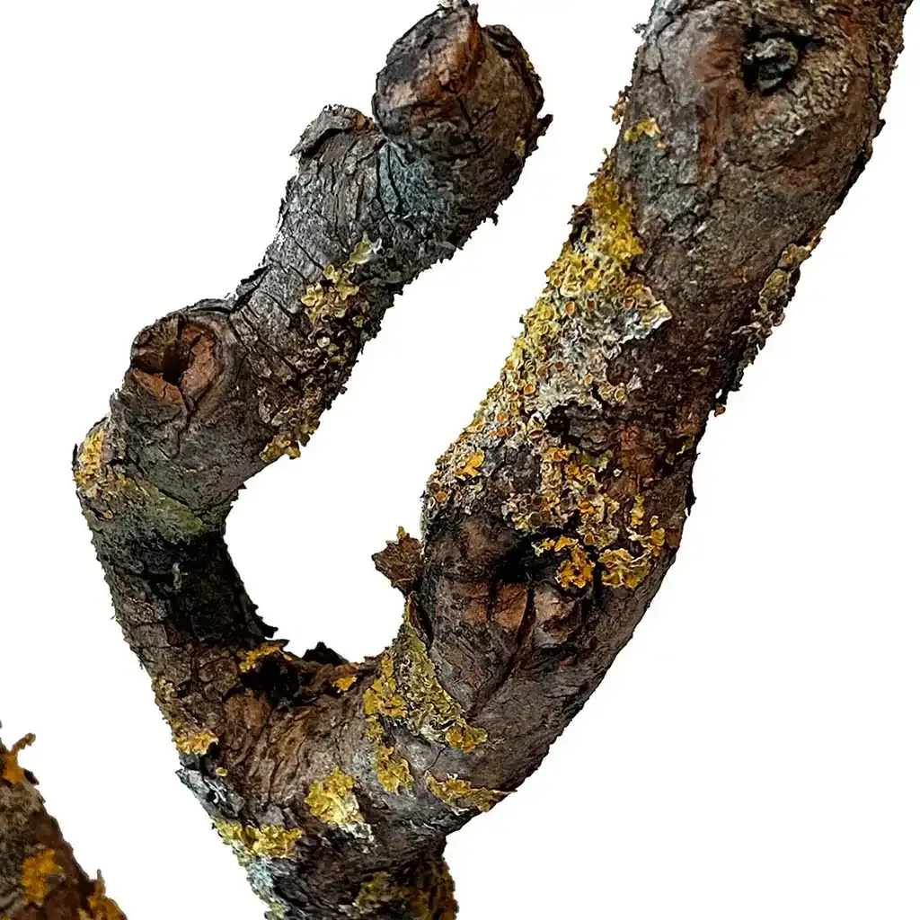 Buy Tør syrengren til dekoration 80-100cm