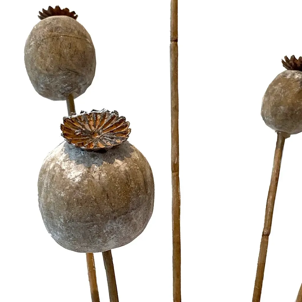 Buy Tørret valmue, 5 stk, ægte tørrede valmuer