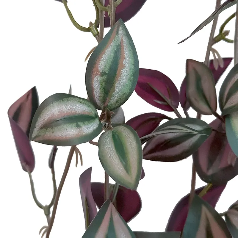 Buy Tradescantia/ vandrende jøde hænger,85cm