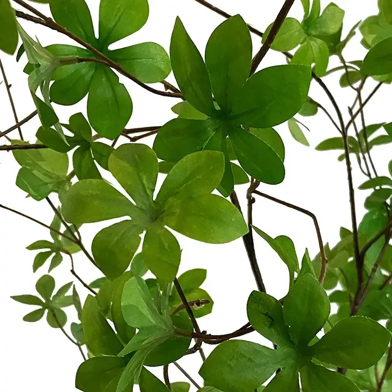 Buy Tropaeolum speciosum træ i potte, 150cm