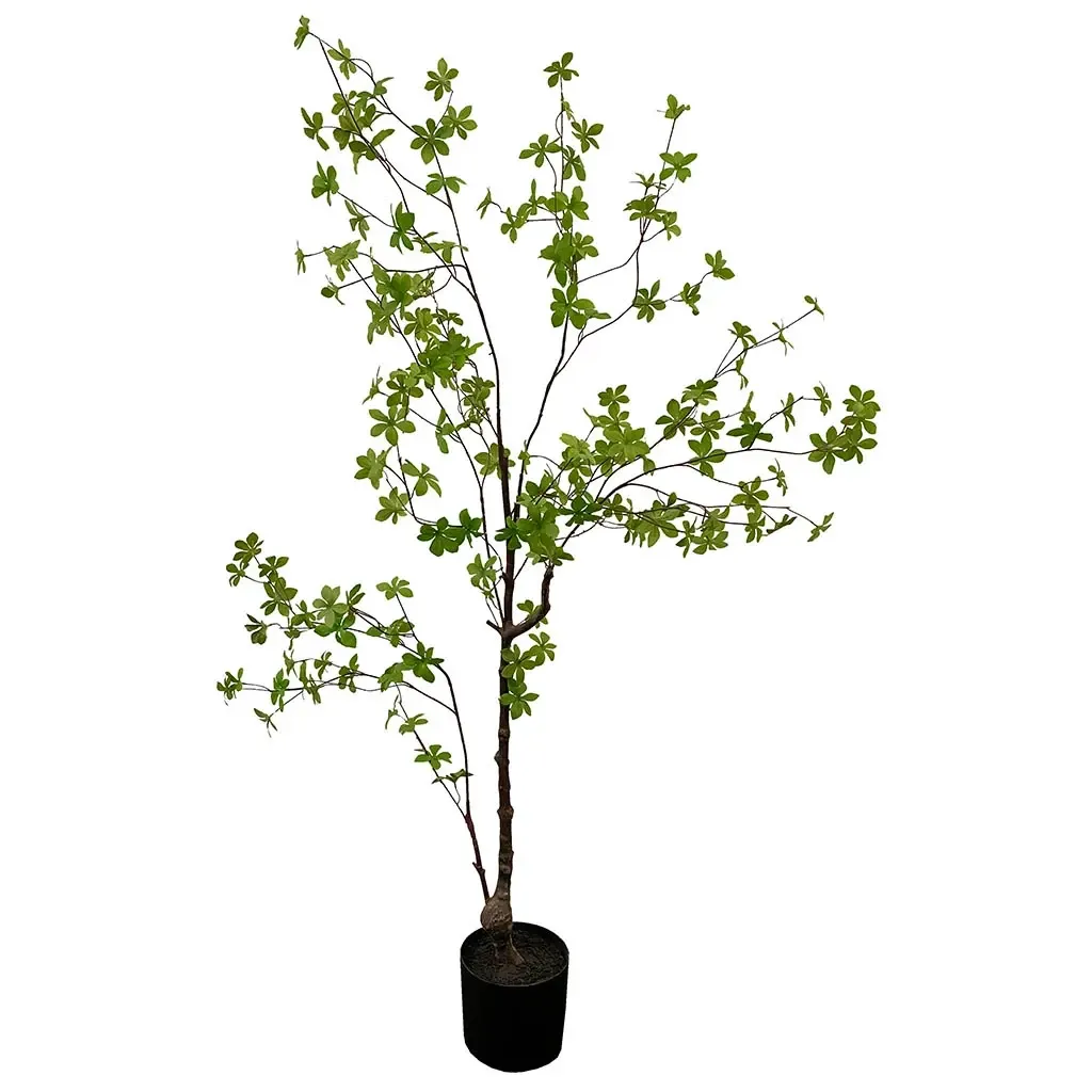 Buy Tropaeolum speciosum træ i potte, 150cm