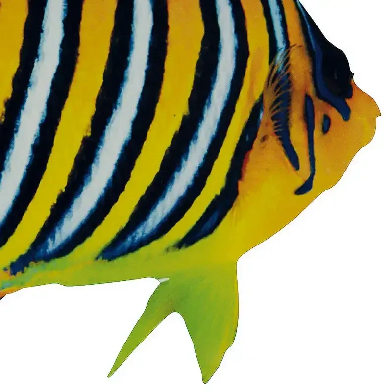 Buy Tropefisk med tryk på begge sider, kunstig