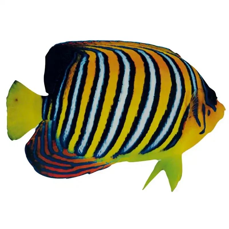Buy Tropefisk med tryk på begge sider, kunstig