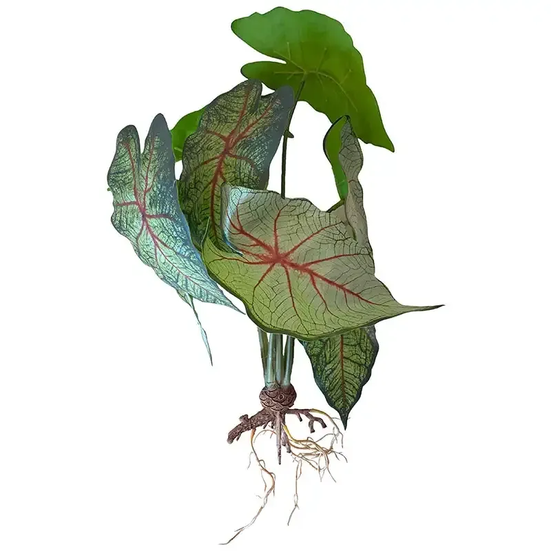 Buy Vandplante m rødder, caladium, grøn, 40cm