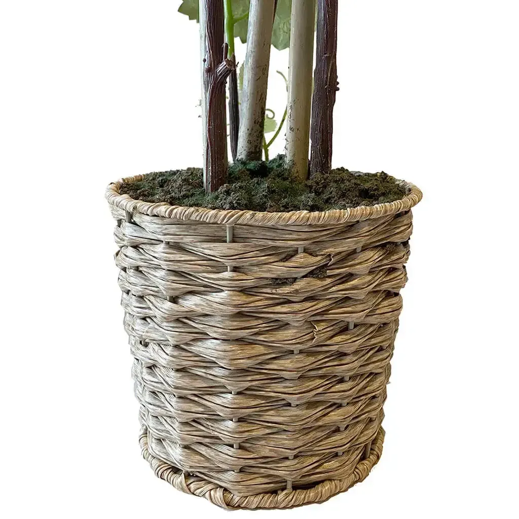 Buy Vinplante m vindruer, flettet potte, 120 cm
