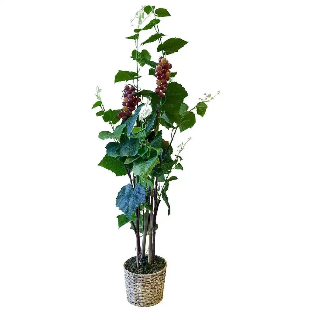 Buy Vinplante m vindruer, flettet potte, 120 cm