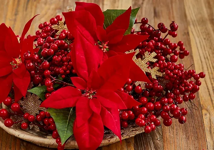 Fad med kunstige julestjerner og røde bærgrene