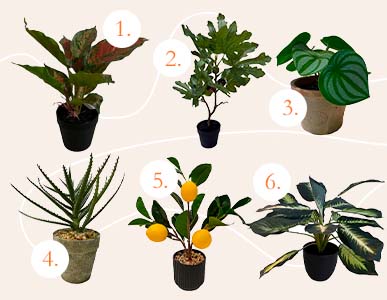 Brøndsholm - julegaveguide - planter under 100kr.