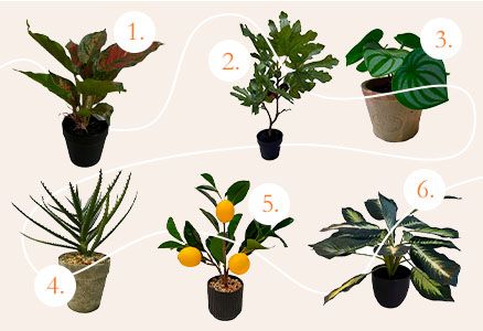 Gift guide til Jul - planter 100kr - Brøndsholm