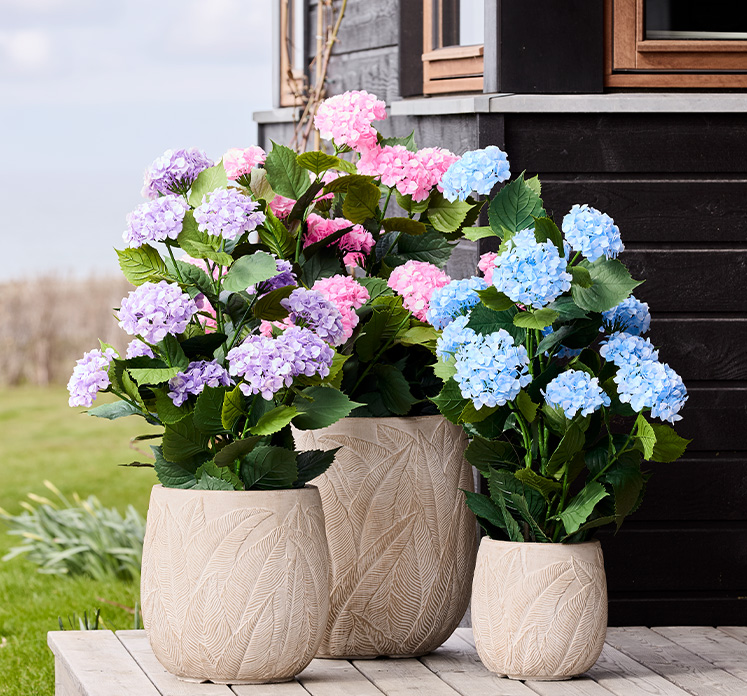 Brøndsholm - Hortensia i potte - UV beskyttet
