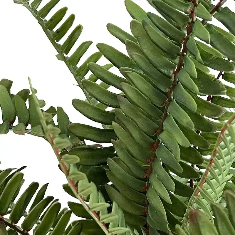 Køb Bregne buket, UV, 60cm, kunstig plante hos Brondsholm.dk