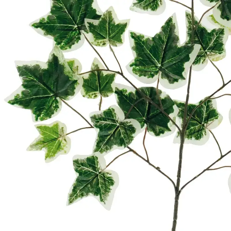 Køb Efeu kvist hos Brondsholm.dk
