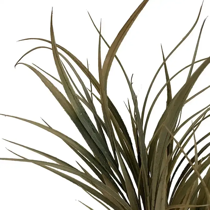 Køb Efterårsgræs, støvet grøn, 50cm, kunstig plante hos Brondsholm.dk