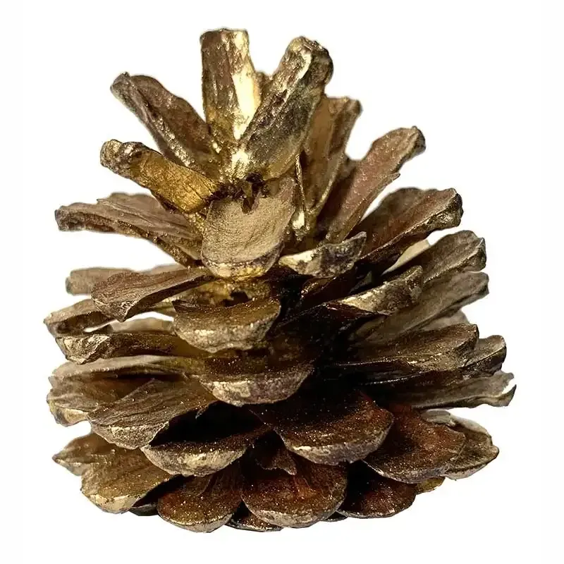 Køb Gran kogler, guld, 250g hos Brondsholm.dk