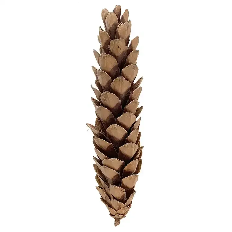 Køb Grankogler, 25stk, 20-25cm hos Brondsholm.dk