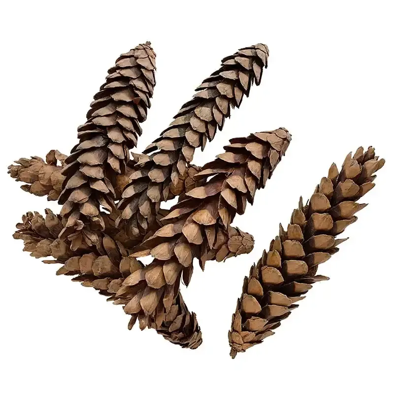 Køb Grankogler, 25stk, 20-25cm hos Brondsholm.dk