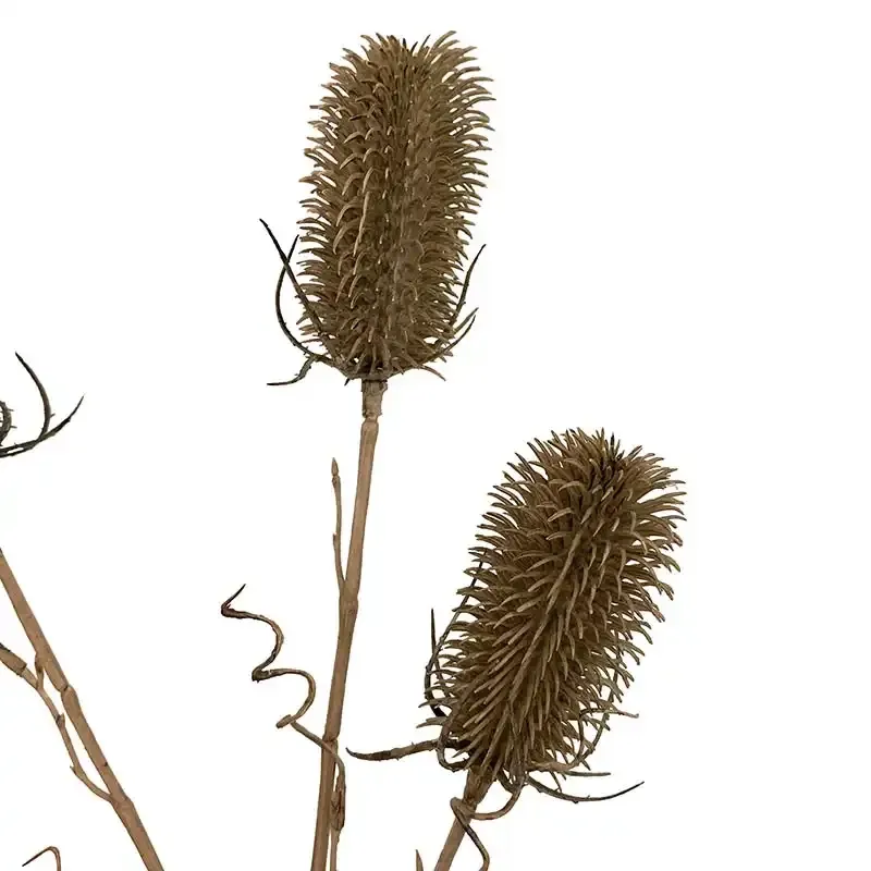 Køb Kartebolle - Dipsacus sativus, grøn, 70cm, kunstig plante hos Brondsholm.dk