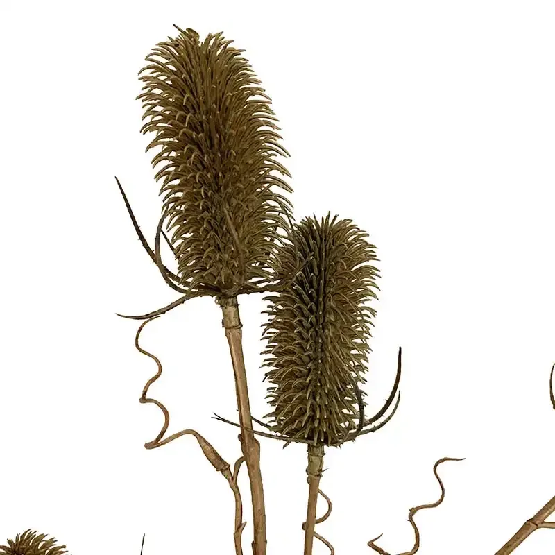 Køb Kartebolle - Dipsacus sativus, grøn,105cm, kunstig plante hos Brondsholm.dk