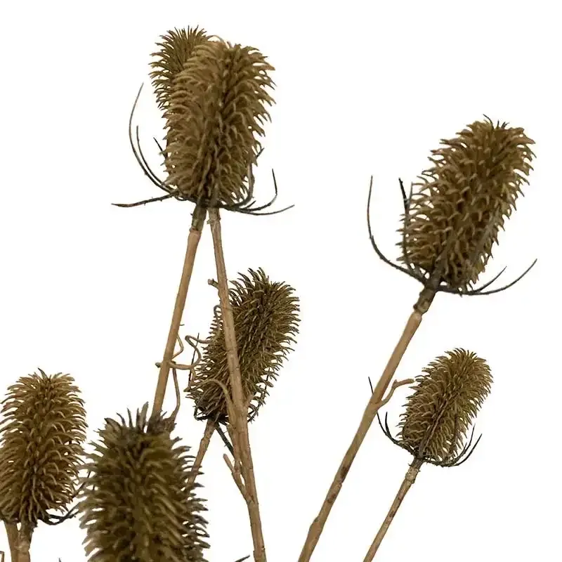 Køb Kartebolle - Dipsacus sativus, grøn,150cm, kunstig plante hos Brondsholm.dk