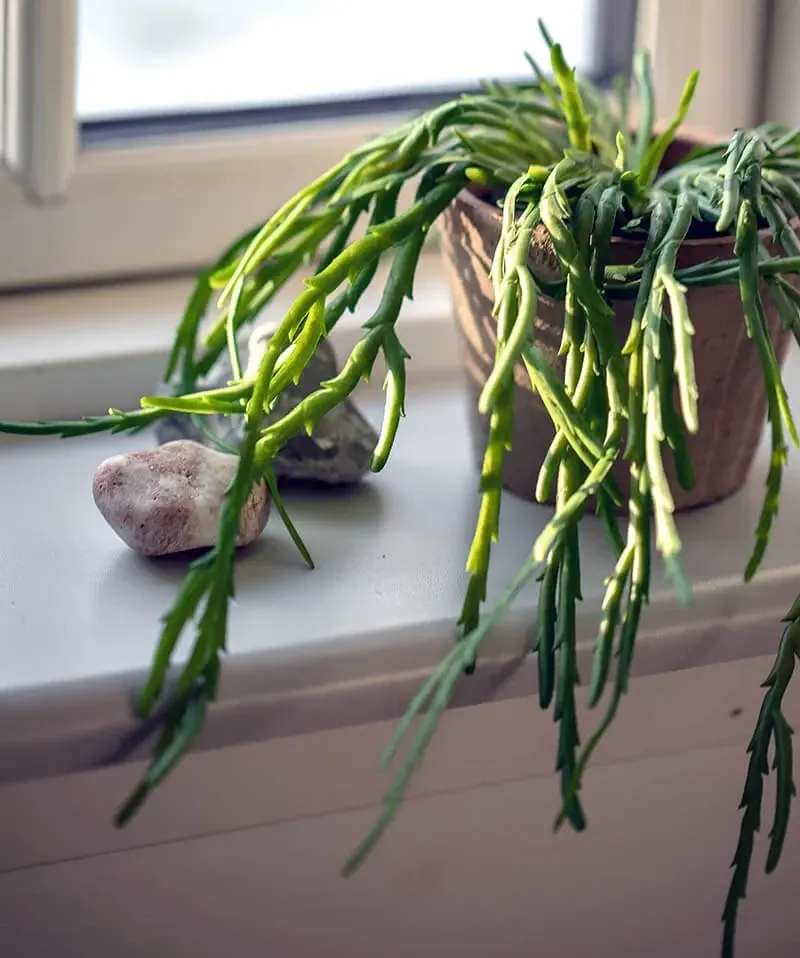 Køb Mistelten Kaktus i antik krukke,tykke blade, kunstig plante hos Brondsholm.dk