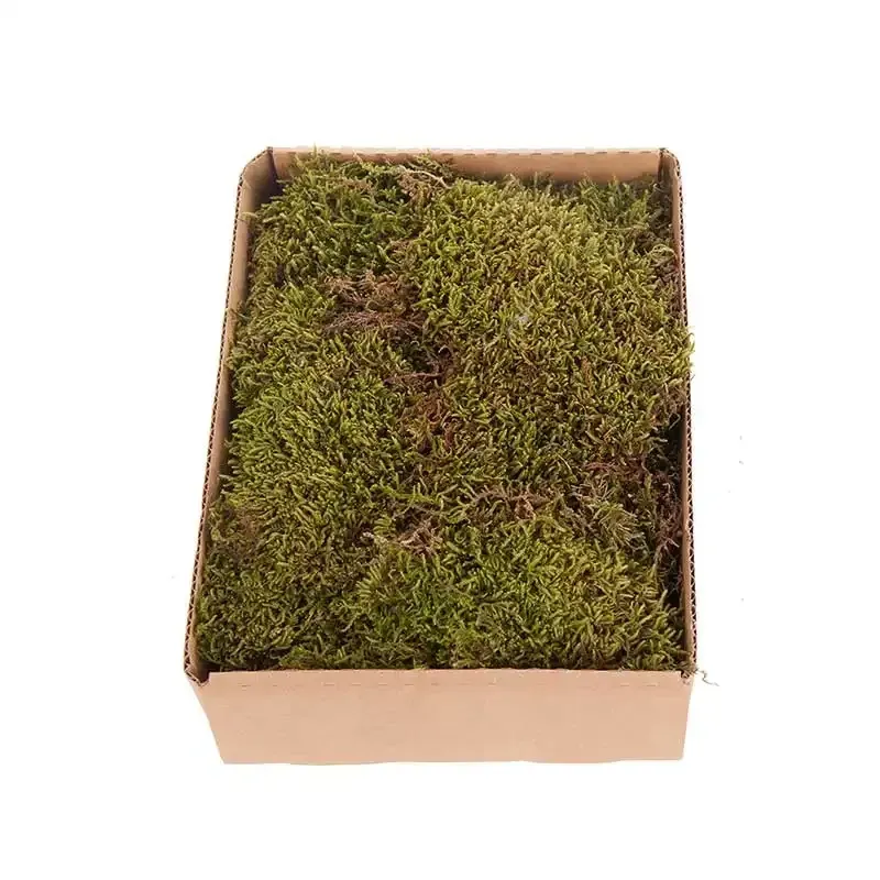 Køb Mos i bakke, 150g, ægte tørret mos hos Brondsholm.dk