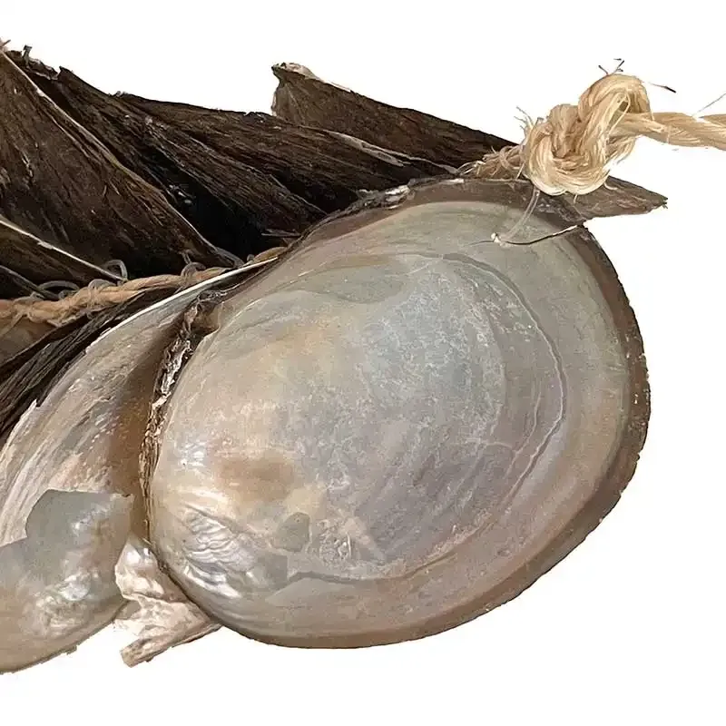 Køb Muslinge ranke, 58cm, hos Brondsholm.dk