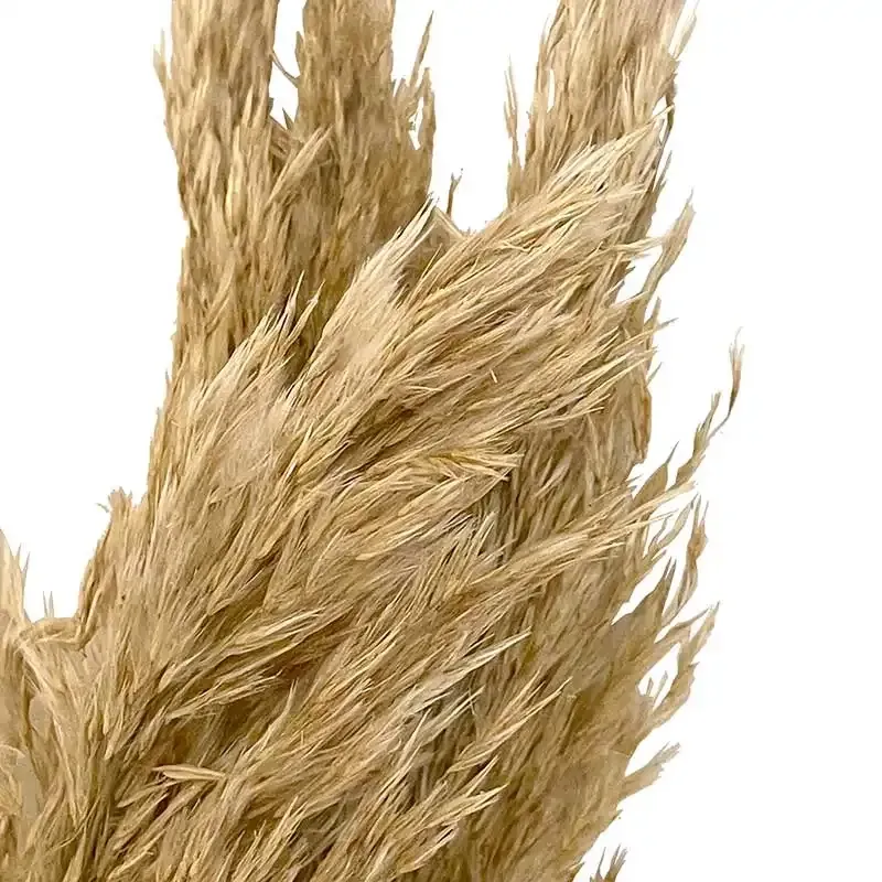 Køb Pampasgræs i bundt, ægte, 6stk, 65-75cm, ægte pampergræs hos Brondsholm.dk