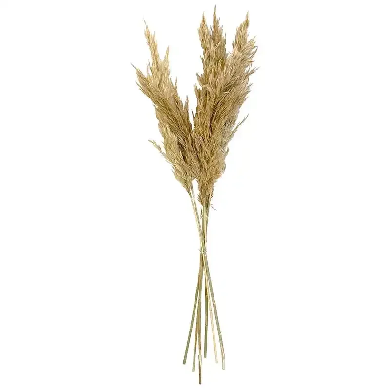 Køb Pampasgræs i bundt, ægte, 6stk, 65-75cm, ægte pampergræs hos Brondsholm.dk