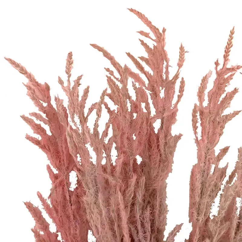Køb Pampasgræs i pose, pink, 6 stk, 48cm hos Brondsholm.dk
