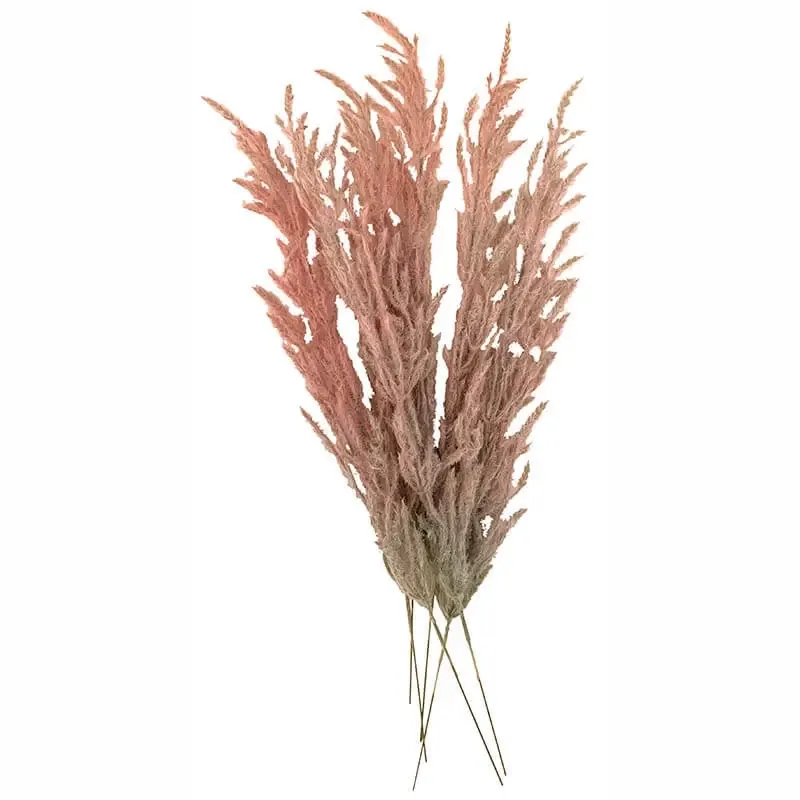 Køb Pampasgræs i pose, pink, 6 stk, 48cm hos Brondsholm.dk