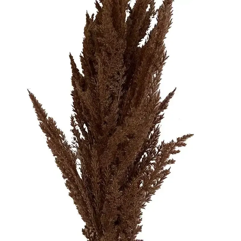 Køb Pampasgræs stilk, brun, 92cm hos Brondsholm.dk