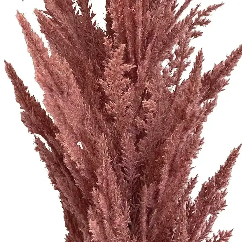 Køb Pampasgræs stilk, pink, 115cm