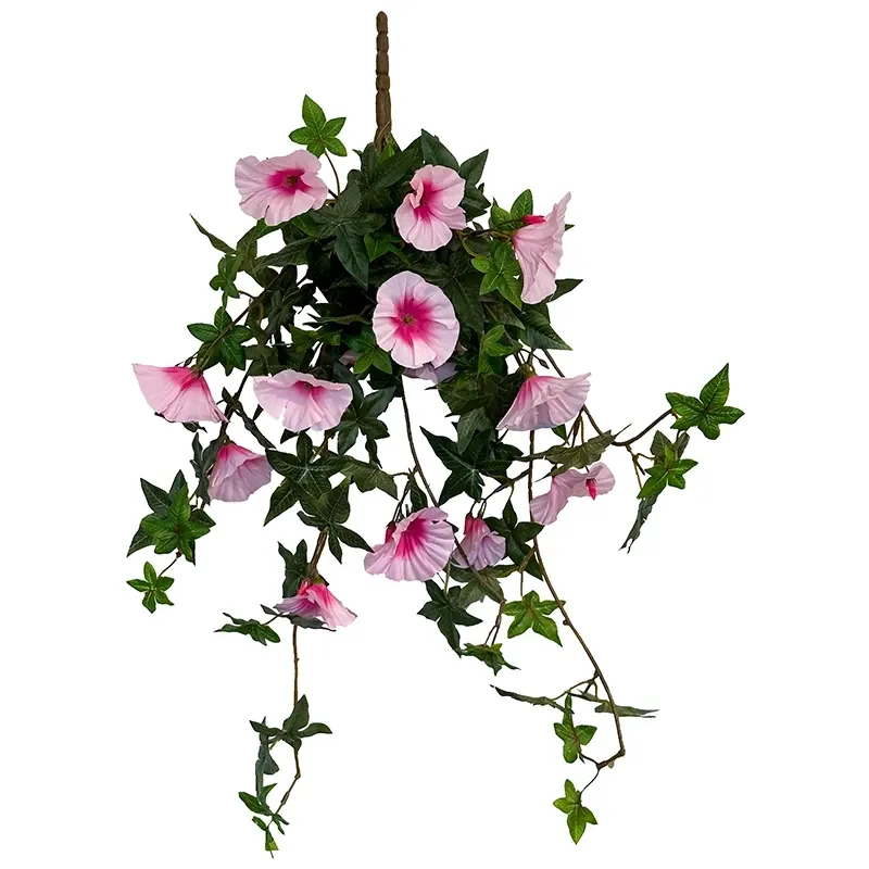 Køb Petunia hænger, morning glory, hænger i kurv