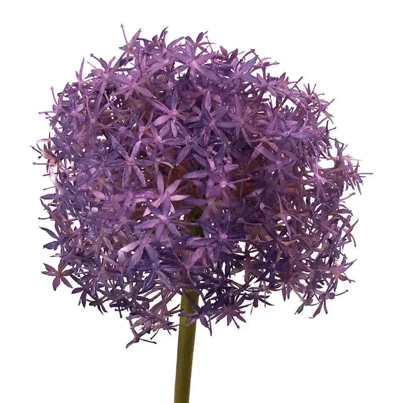Køb Prydløg, XL, 79cm (Purple Sensation), Kunstig blomst hos Brondsholm.dk