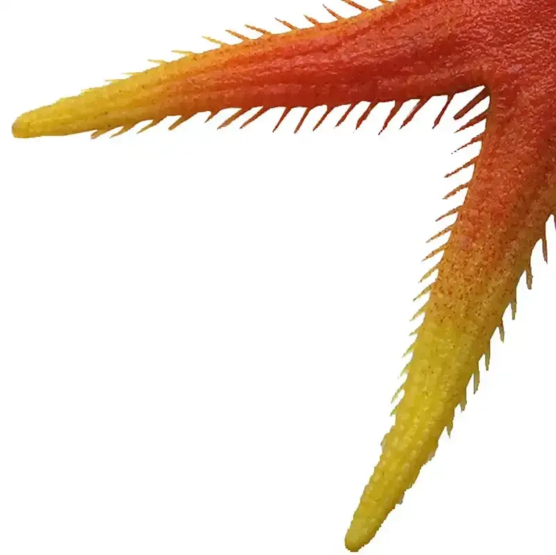 Køb Søstjerne hos Brondsholm.dk