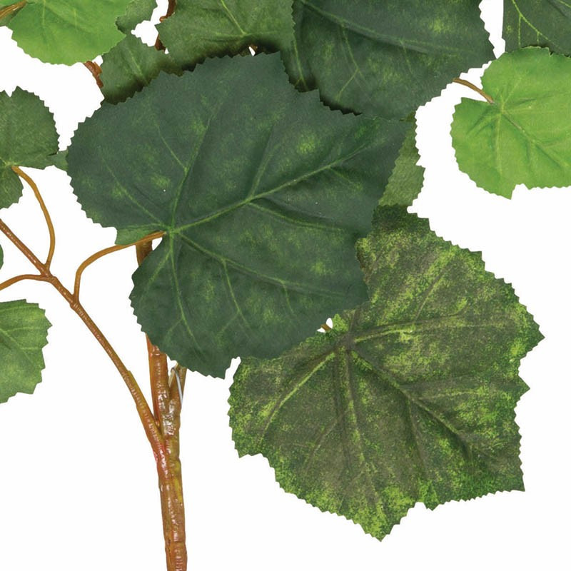 Køb Vindruegren hos Brondsholm.dk