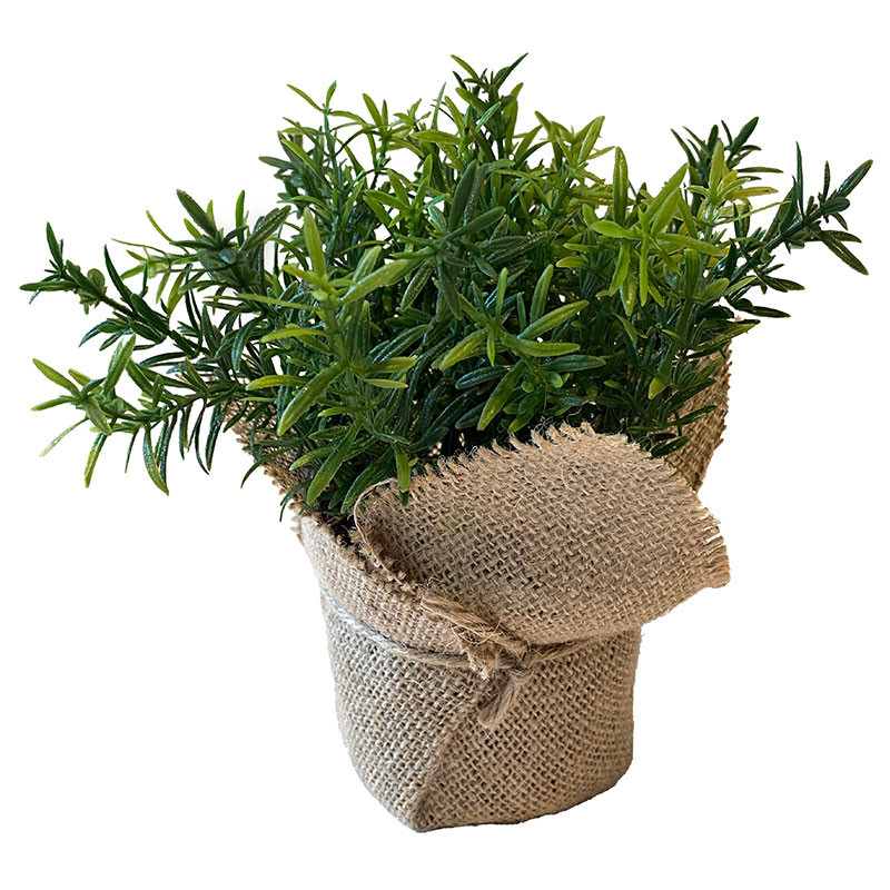 Kryddört Timjan med linneomslag, 16 cm