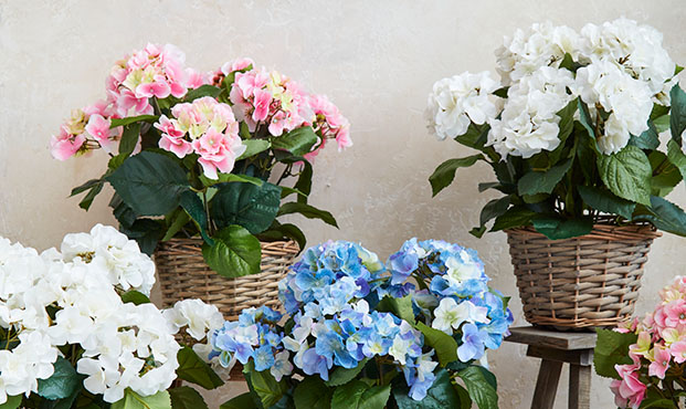 Brøndsholm - blomster i potte