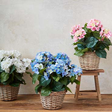 Brøndsholm - blomster i potte