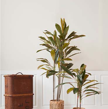 Brøndsholm - potteplanter