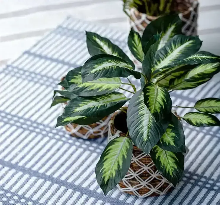 Kunstig sigøjnerblads plante i sort potte af plast vist i miljø