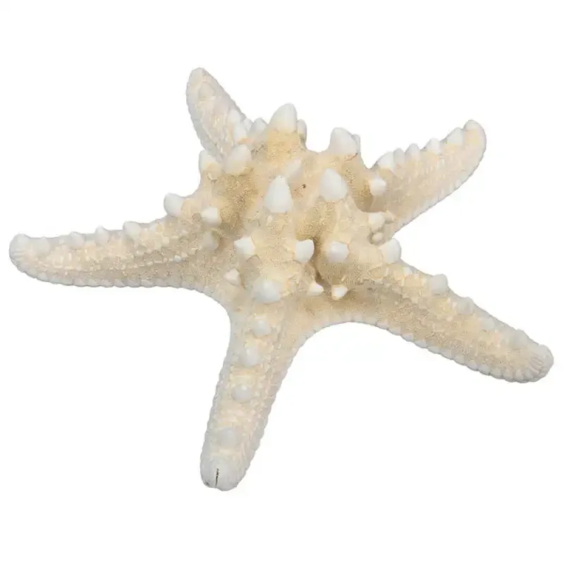 Sjöstjärnor med knoppar, 16 st, 10-20 cm, äkta