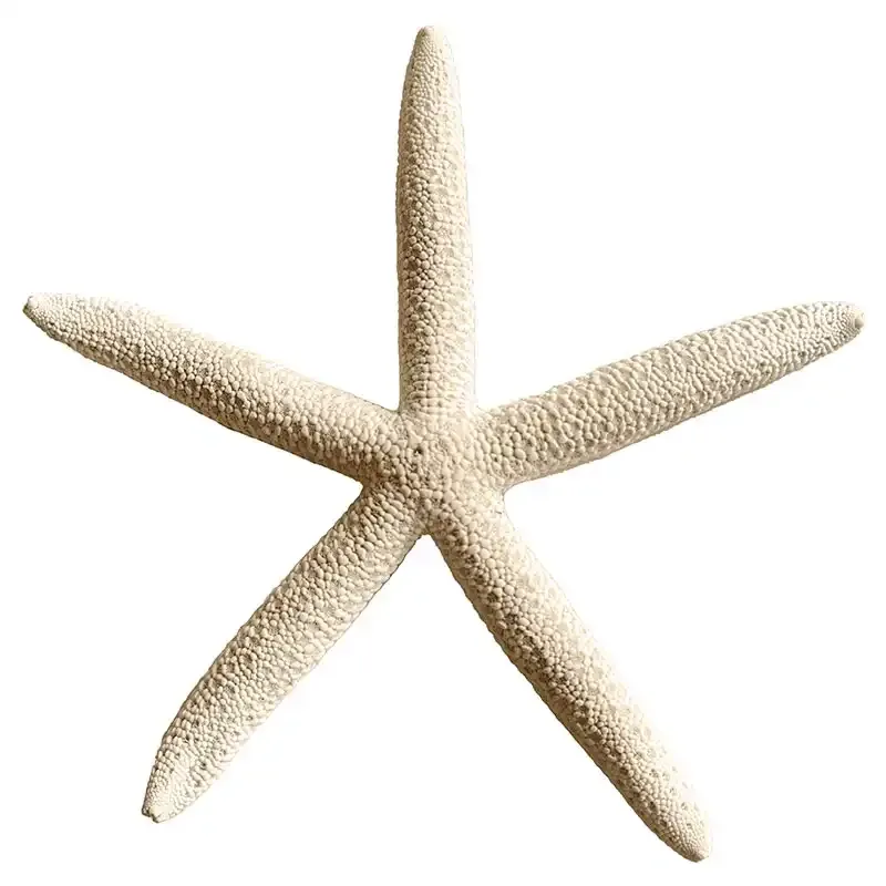 Sjöstjärnor, 12st, 10-15cm, äkta skal I Köp