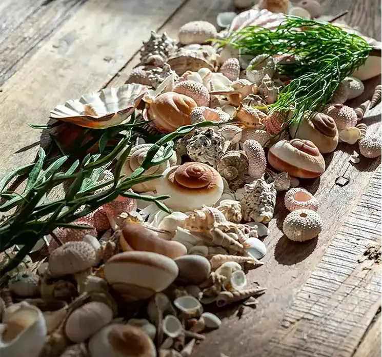 Kunstig stenurts plante af plast i grøn vist i miljø sammen med strandskaller på et bord