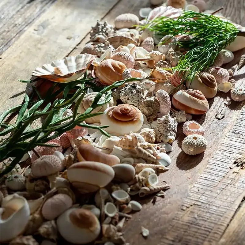 Strandskaller, muslingskaller spredt ud på et træbord