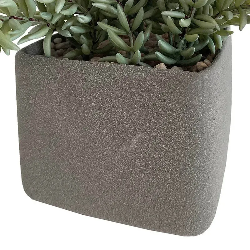 Suckulent i fyrkantig, grå kruka, H: 23 cm