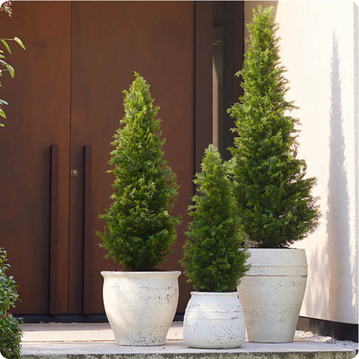 Cypress træer af plast uv-beskyttet vist foran hoveddør udenfor