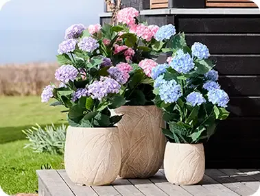 Hortensia blomster af plast uv-beskyttet i flere farver sat i krukker i havemiljø